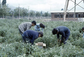 Niños trabajando un huerto
