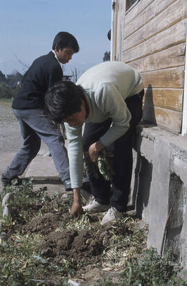 Niños trabajando en un huerto